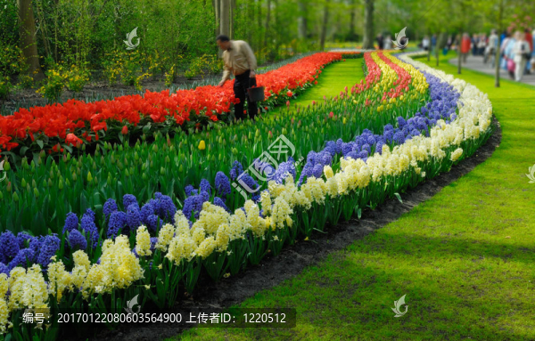 春天的五顏六色的花朵