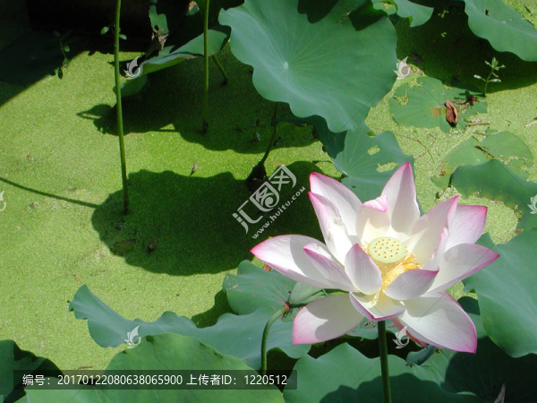 粉紅色的水百合