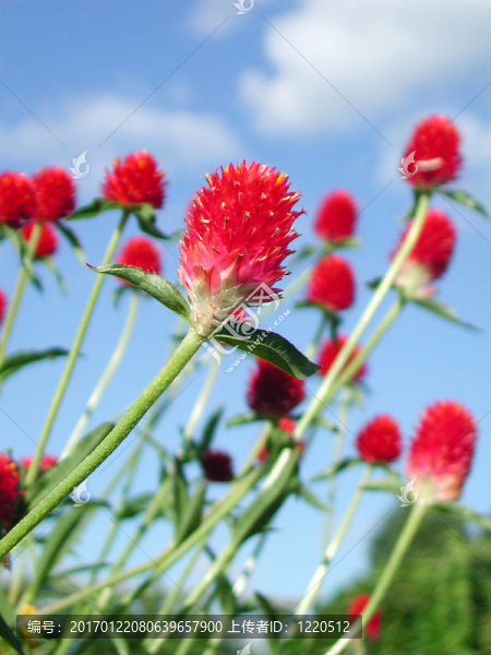 紅色充滿活力的花