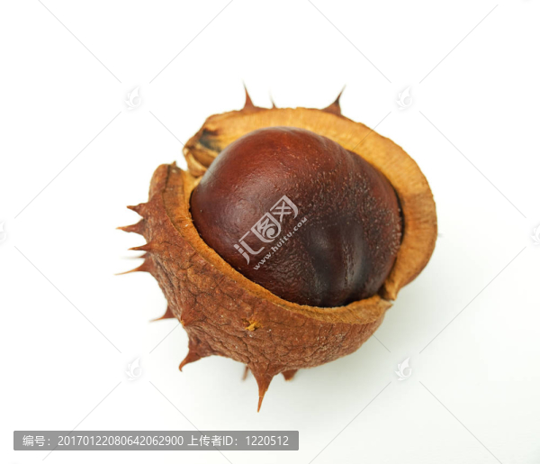 板栗