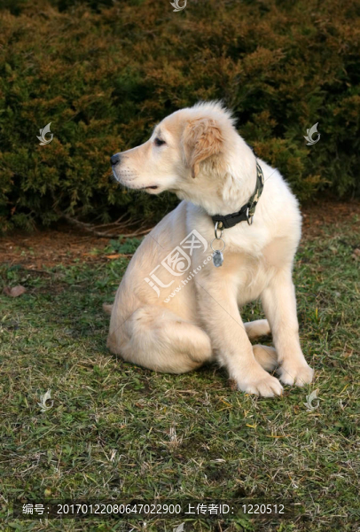 黃金獵犬小狗看