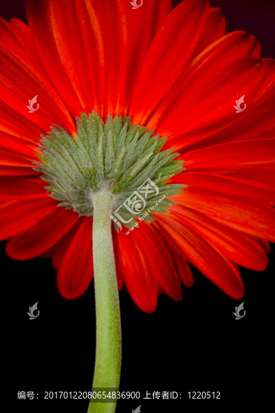 紅太陽