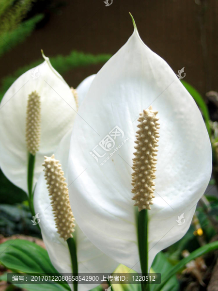白鶴芋屬