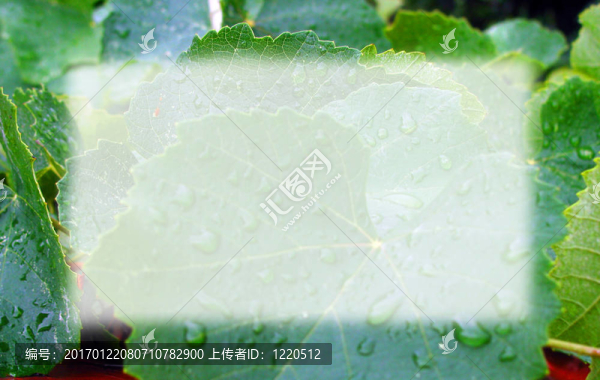 由濕樹葉制成的框架