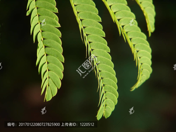 含羞草的葉子