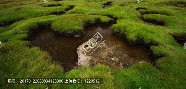 綠色的濕地