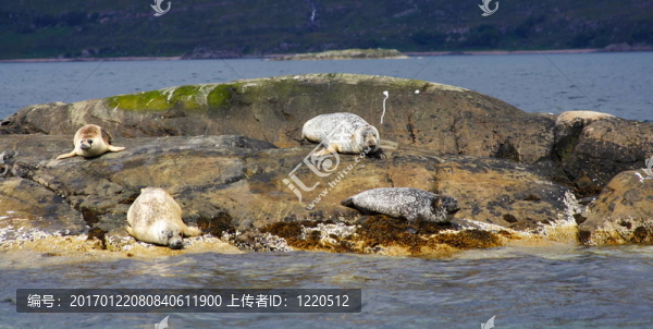 巖石上的海豹