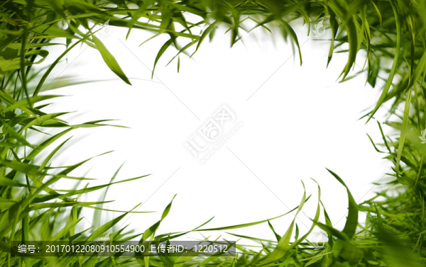 綠色的草架
