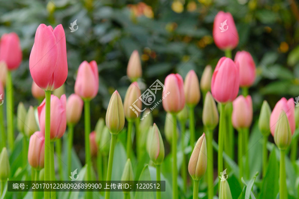 美麗的花園