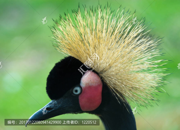 灰冠鶴