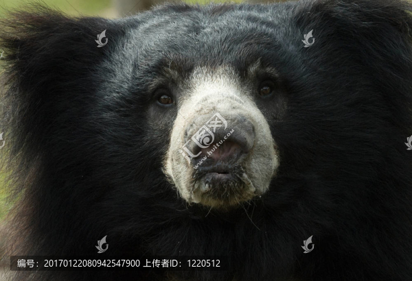 懶熊
