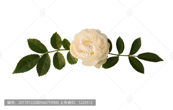 枝玫瑰花茶