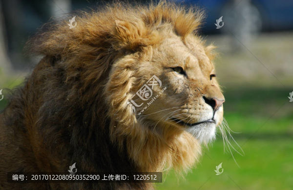 非洲雄獅