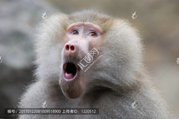 滑稽的狒狒