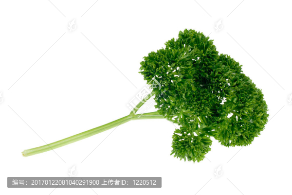 歐芹
