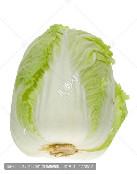 新鮮白菜