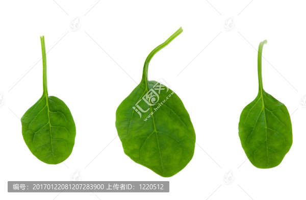 新鮮菠菜葉