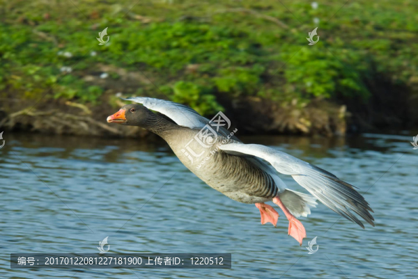 鵝在飛行