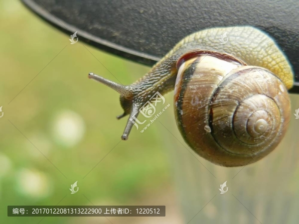 蝸牛。