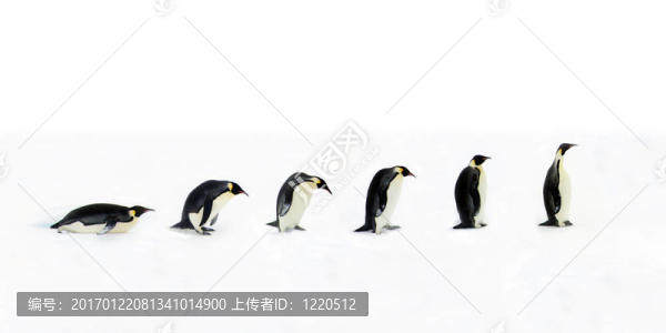 企鵝的演變