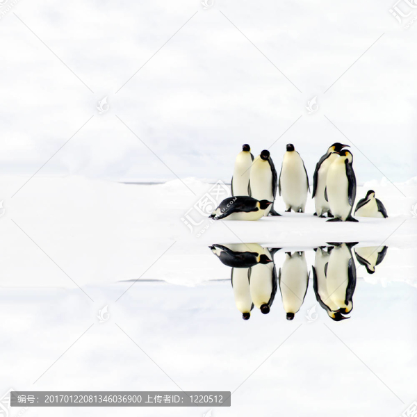 企鵝