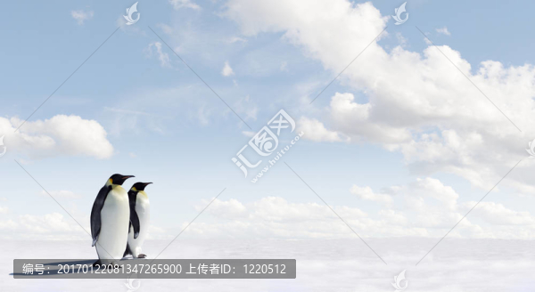 企鵝的全景