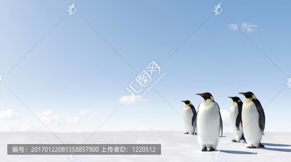 企鵝