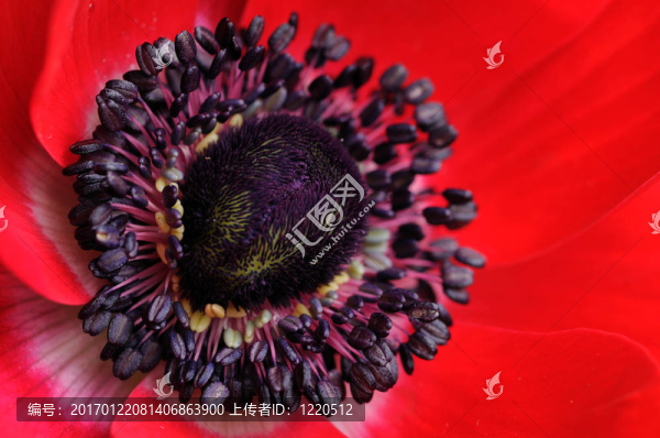 紅花近了