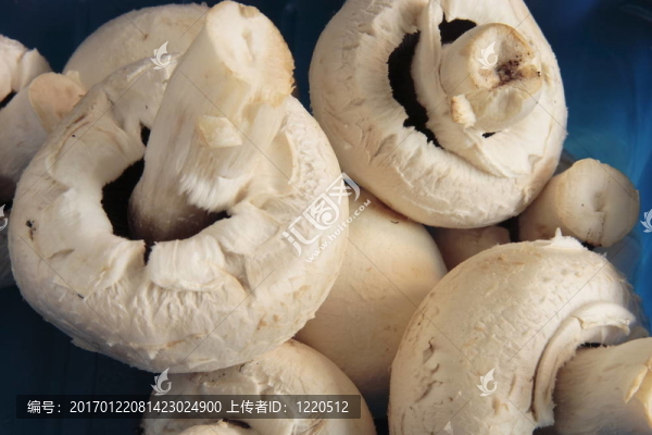 藍色紙箱里的新鮮蘑菇