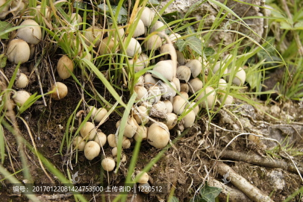 野生蘑菇