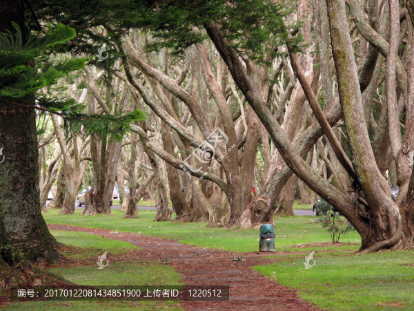康沃爾公園-奧克蘭；新西蘭