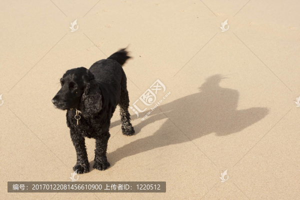 獵犬的影子