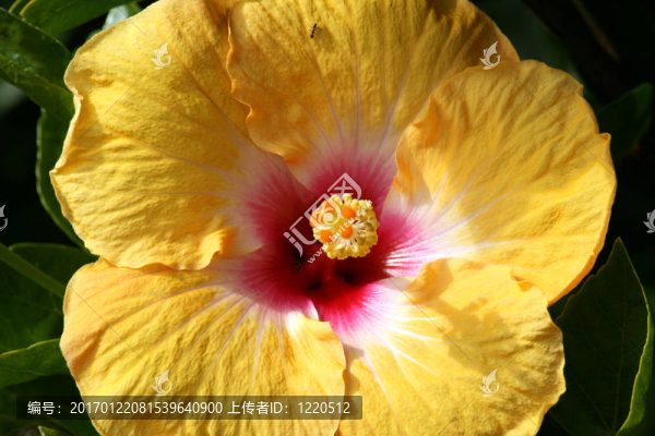 黃色的花-奧克蘭；新西蘭