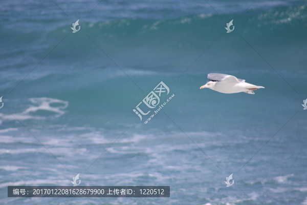 海鳥飛翔-匯圖網(wǎng) www.fosd68.com 海鳥飛翔