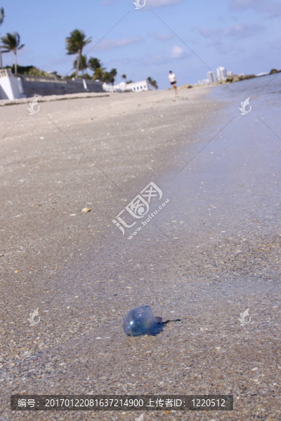 旅游和海蜇
