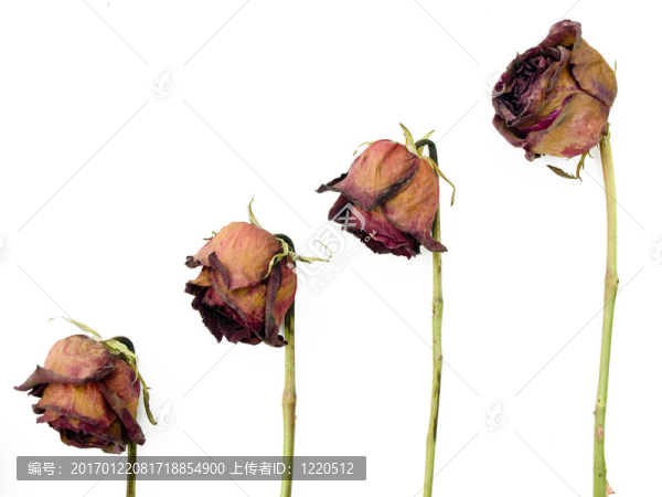 一排白色的4朵紅玫瑰