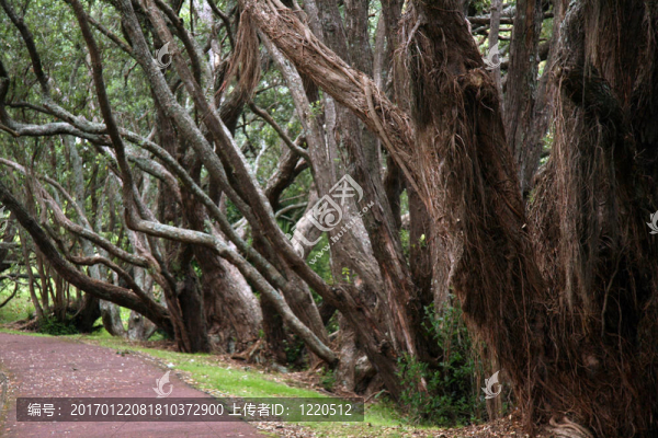 領(lǐng)域；奧克蘭；新西蘭