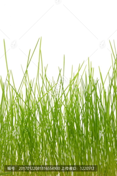 草-匯圖網(wǎng) www.fosd68.com 草