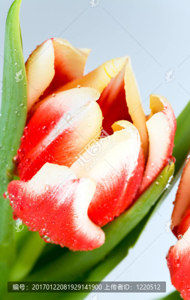 郁金香-匯圖網(wǎng) www.fosd68.com 郁金香