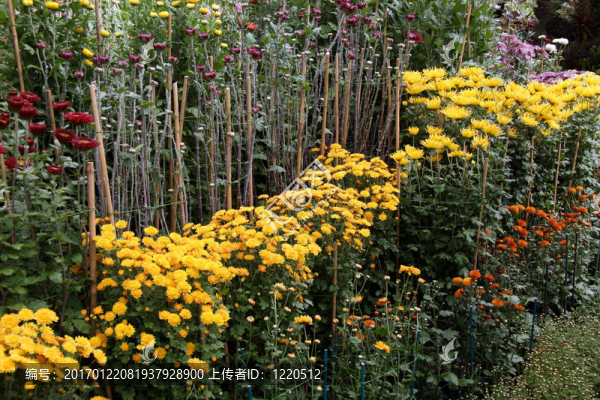 冬季花園-域；奧克蘭；新西蘭