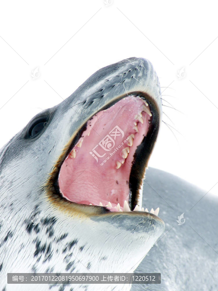 豹海豹