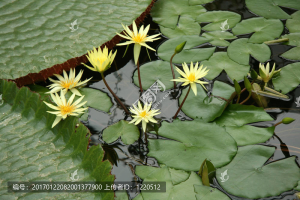 冬季花園-域；奧克蘭；新西蘭