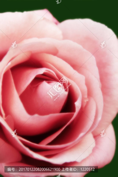 粉紅玫瑰的花瓣