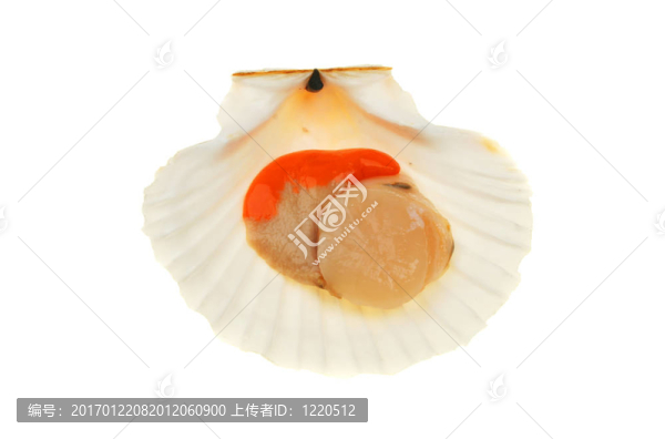 帶殼扇貝