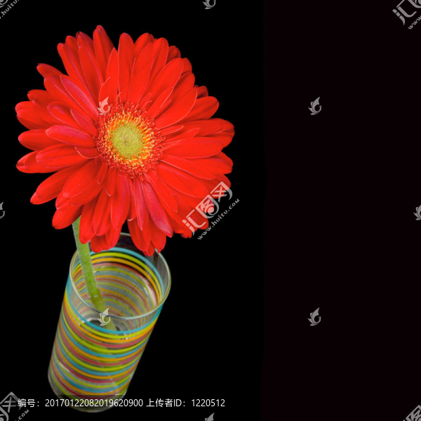 紅色的鮮花