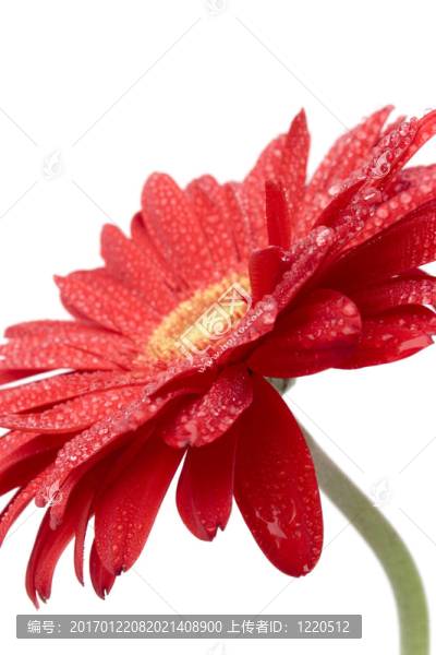 紅太陽