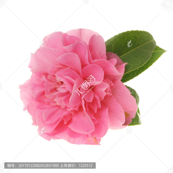 粉色的茶花