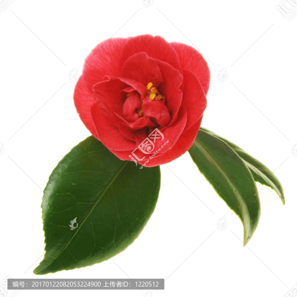 紅茶花