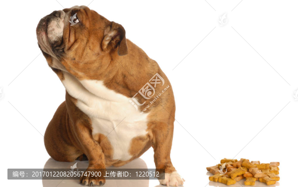 挑剔的狗
