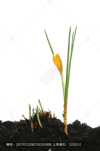 番紅花和竹筍